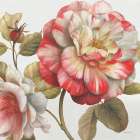 Romantic Afternoon Light Square II Art Print