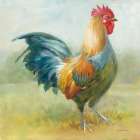 Noble Rooster III Art Print