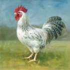 Noble Rooster IV Art Print