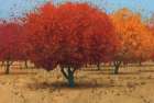 Orange Trees II Art Print