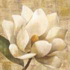 Magnolia Blossom on Script Art Print
