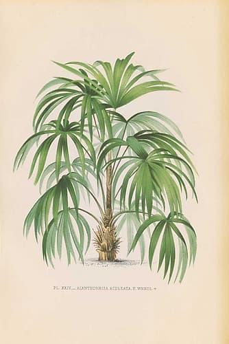 Palmiers PL XXIV Tropical Print