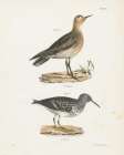 Shore Birds II Art Print