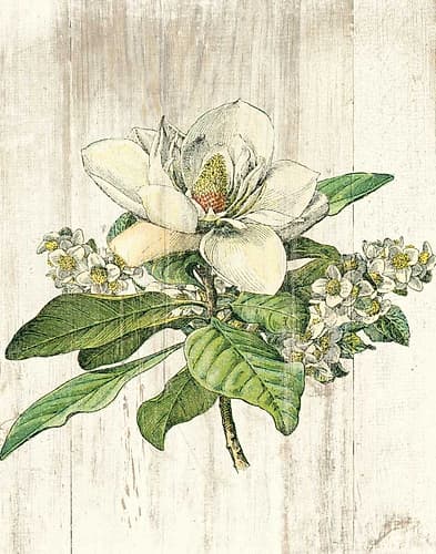 Magnolia de Printemps no Words Art Print