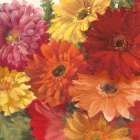 Bountiful Gerberas Square I Art Print
