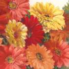 Bountiful Gerberas Square II Art Print