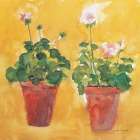 Pelargoniums Art Print
