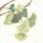 Gingko Leaves I Light Art Print