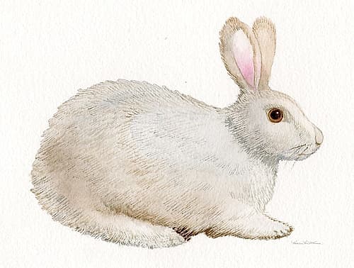 Spring Bunny IV White Art Print