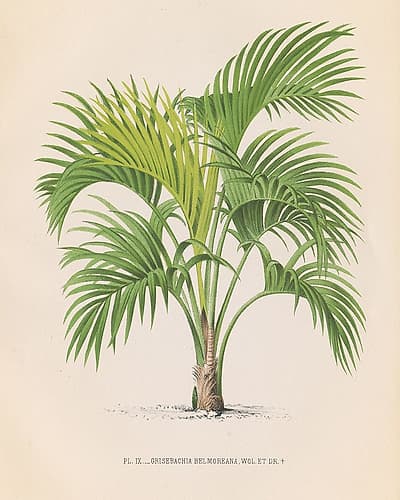 Palmier IV Tropical Print