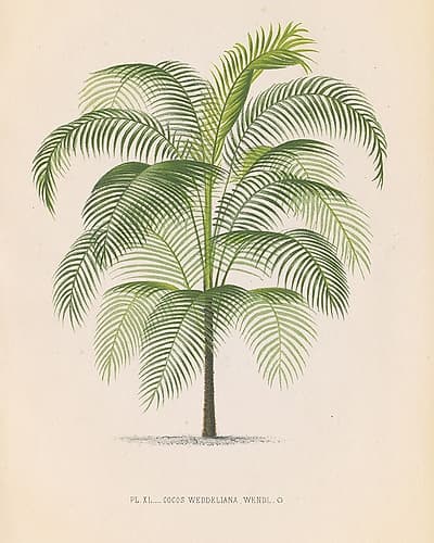 Palmier III Tropical Print