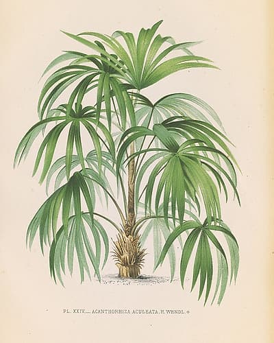 Palmier II Tropical Print