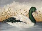 Magpie Goose Art Print