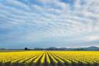 Skagit Valley Daffodils Art Print