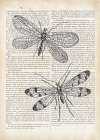 Vintage Dragonflies on Newsprint Art Print