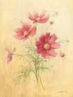 October Cosmos Art Print