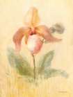 November Orchid Art Print