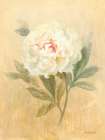 May Peony Art Print