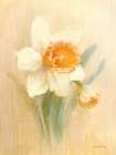 March Trumpet Daffodil Art Print