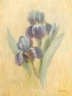 June Iris Art Print