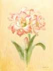 December Amaryllis Art Print