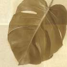 Monstera Leaf I Art Print