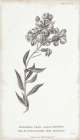 Conversations on Botany VI