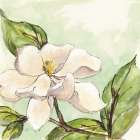 Magnolia I Art Print