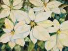 White Poinsettia Art Print