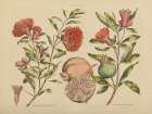 Herbal Botanical III Art Print