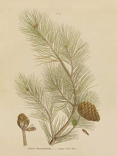 Herbal Botanical XIII Art Print by Wild Apple Portfolio