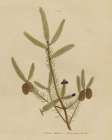 Herbal Botanical XIV Art Print