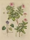 Herbal Botanical XIX Art Print