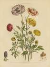 Herbal Botanical XXII Art Print