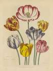 Herbal Botanical XXIII Art Print
