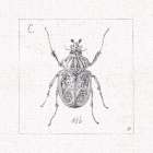 Outdoor Beauties IX Art Print