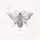 Outdoor Beauties VII Art Print