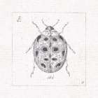 Outdoor Beauties VIII Art Print