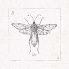 Outdoor Beauties X Art Print