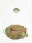 Spring Nest IV