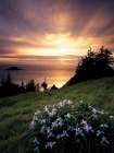 Wild Iris at Sunset Art Print