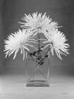 Still Life with Mums Art Print