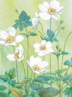 Anemones Art Print