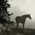 Morning Meadow Horses II Art Print