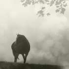 Morning Meadow Horses III Art Print