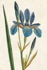 Iris Letter No Words Art Deco Print