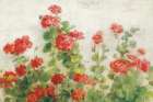 Red Geraniums on White v2