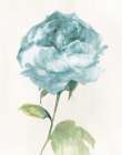 Antique Floral on Cream II Blue
