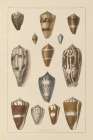 Shell Assorment I