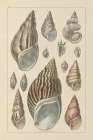 Shell Assorment III Art Print